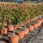 Červienka Fraserova (Photinia × fraseri) ´RED ROBIN´ - výška 110-120 cm, kont. C40L VIACKMENNÝ BONSAJ